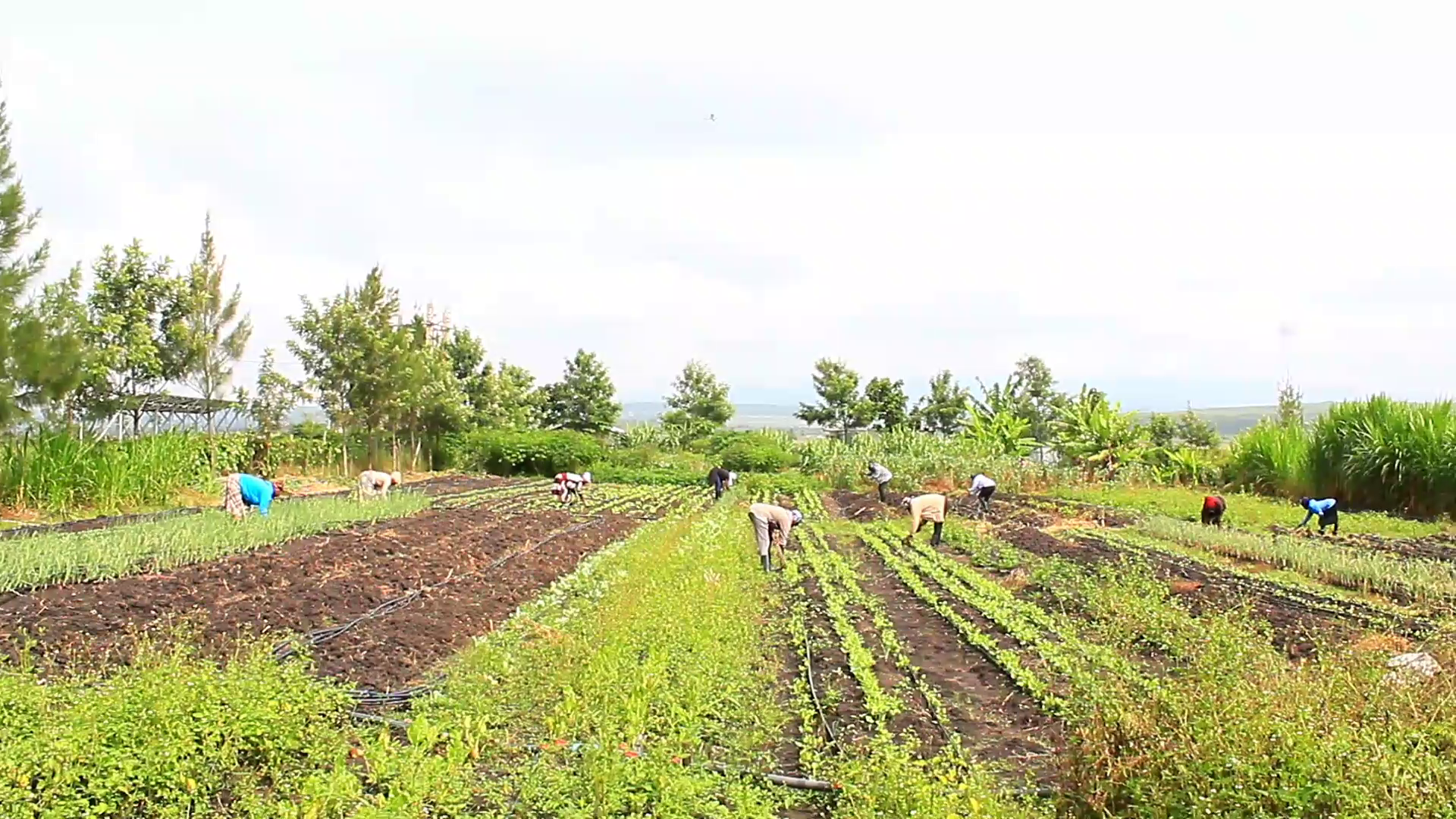 vlcsnap-2024-06-21-15h20m13s729